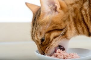 can cats eat tinned tuna