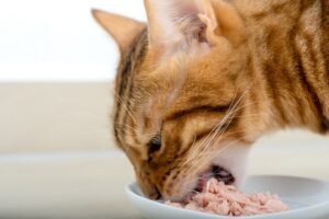 can cats eat tinned tuna