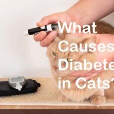 What Causes Diabetes In Cats?