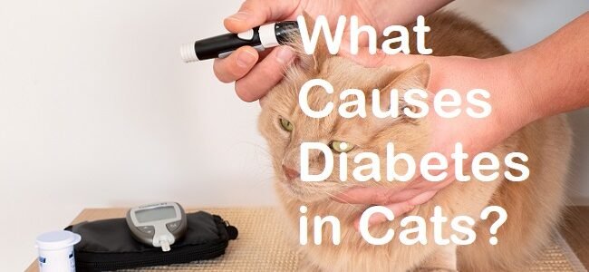 Diabetes Miletus in cats