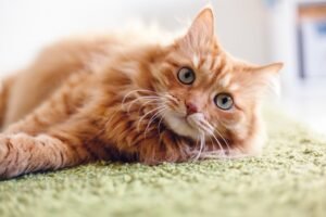 Feline health and diet