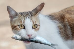 fish allergy in cats