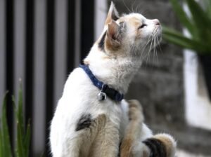 Fish Causing Allergy in Cats