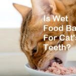 is wet cat food bad for cats teeth