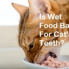 Is Wet Food Bad For Cats Teeth?