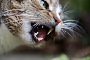 Is Wet Food Bad For Cats Teeth