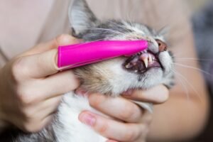 Food Bad for Cats Teeth