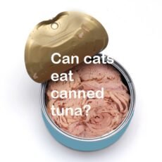 canned tuna bad for cats