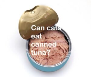 canned tuna bad for cats