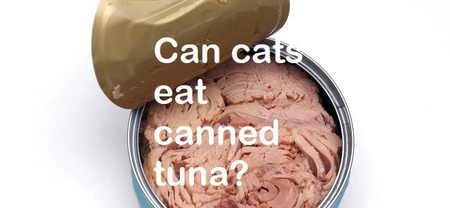 canned tuna bad for cats