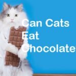 is chocolate safe for cats to eat