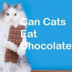 Can Cats Eat Chocolate?