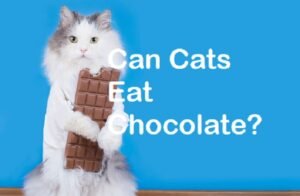 is chocolate safe for cats to eat