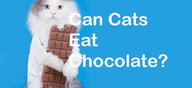 is chocolate safe for cats to eat