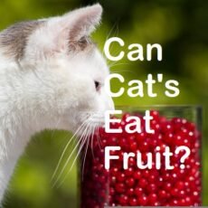 Can Cats Eat Fruit? (Safe cat treats & fruit toxic to cats)