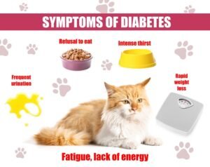 symptoms of diabetes in cats