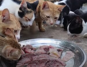 Cats eating raw tuna 
