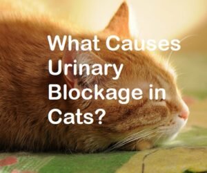 UTI problem in cats