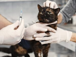 What Causes Diabetes In Cats