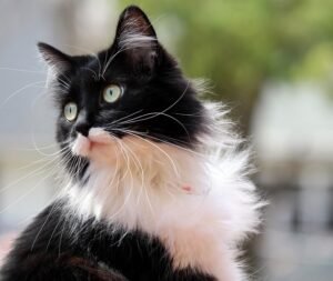 What causes UTI blockage in cats