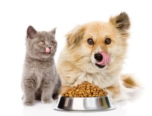 can cats eat dog food