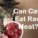 is a raw meat diet healthy for cats