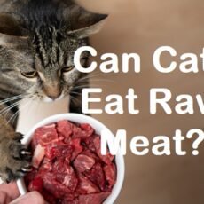 is a raw meat diet healthy for cats