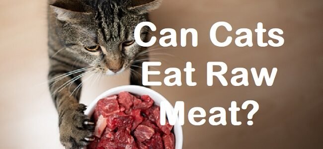 is a raw meat diet healthy for cats