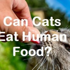 is human food safe for cats