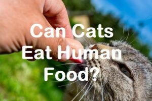 is human food safe for cats