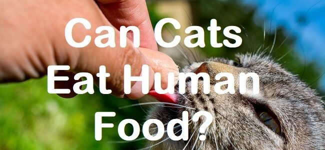 is human food safe for cats