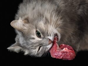 can cats eat raw meat