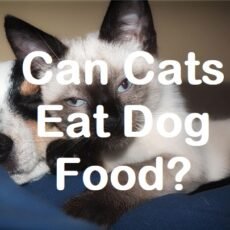 is dog food good for cats