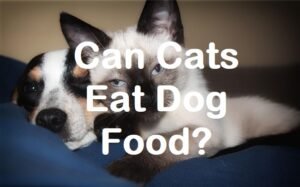 is dog food good for cats