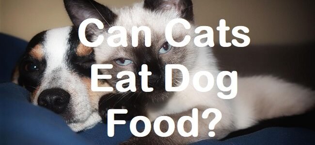 is dog food good for cats