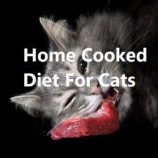 home cooked diet for cats