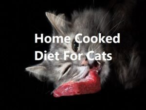 home cooked diet for cats