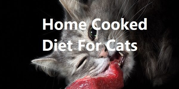 home cooked diet for cats