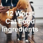 12 Worst Cat Food Ingredients (Know These Things)
