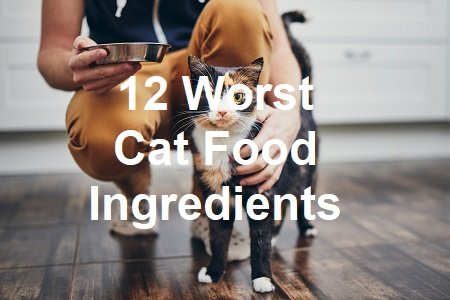 12 Worst Cat Food Ingredients (Know These Things)