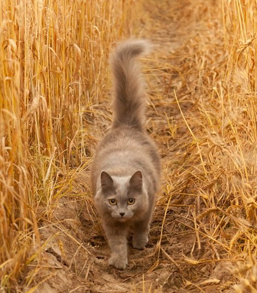 12-worst-cat-food-ingredients-you-must-know-cat-food-advisor