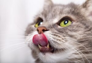 Worst Cat Food Ingredients